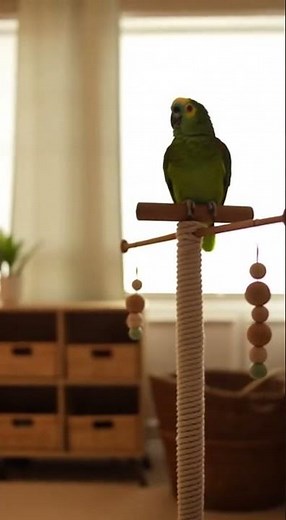 Parrot Comforts Crying Baby When Mom Leaves
