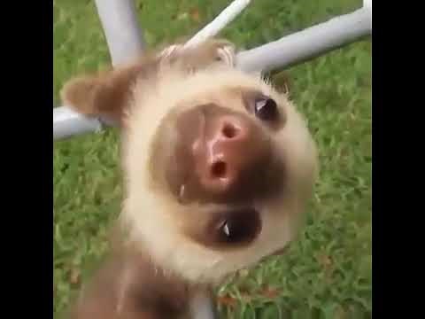 Screaming Sloth Vine 10 HOURS