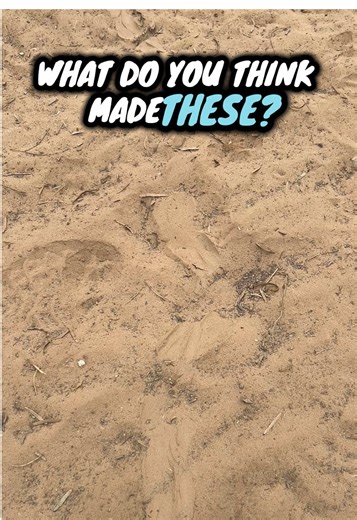 Understanding Animal Tracks: Decoding the Lines