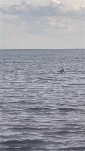 Out fishing and it never fails, dolphins show up to one up us! 😂 ❤️ | Joe Tiller
