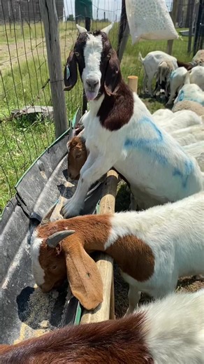 Understanding Boer Goat Breeding Practices