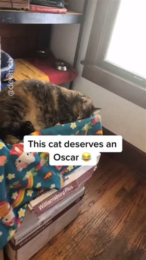 Hilarious Cat Acts Like a Drama Queen | Funny Animal Video