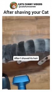 It's all about cats | After shaving your cat 😺 | Instagram