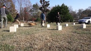 16 reactions | Shaping an indication for narcotics detection Malinois "Daisy" this afternoon. We proof all of our detection canines off of handler cues, reward items and environmental distractions throughout the entire training process. | Tactical Police K9 Training | Facebook