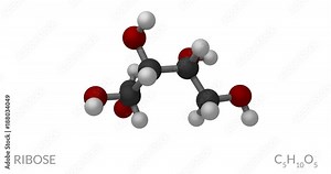 Ribose molecule, rotating seamless loop, 3d animation, 4k 30fps