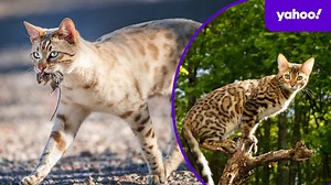 Outrage at Aussie proposal to import ‘killing machine’ cat into Australia