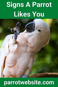 25 Signs That A Parrot Likes You - Parrot Website
