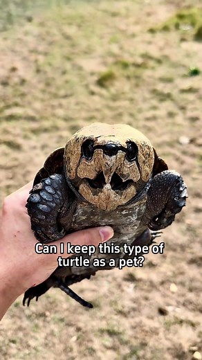 Keeping Turtles as Pets: Safe Choices and Cautions