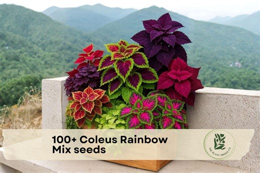 100  Coleus Rainbow Mix Seeds for Planting | Colorful Foliage Plants - Etsy