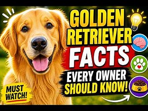 Golden Retriever Facts Every Owner Should Know