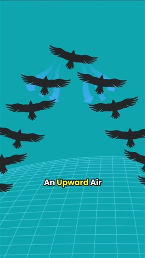 Why some birds fly in V formation? #animals #facts #wildlife
