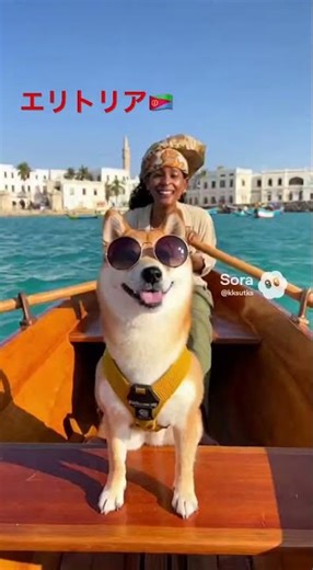 柴犬とエリトリア行ってみた #shiba #eritrea