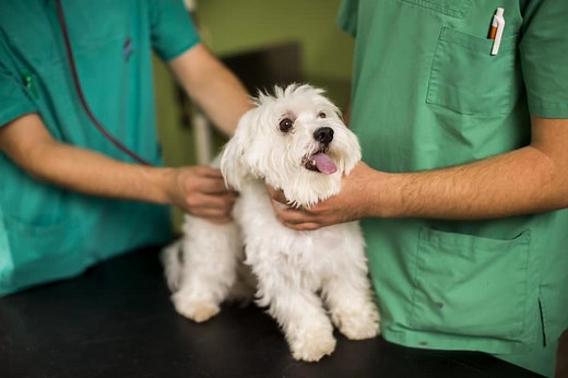 Ear Infection In Poodles: Causes, Treatment, And Prevention - Poodle Report