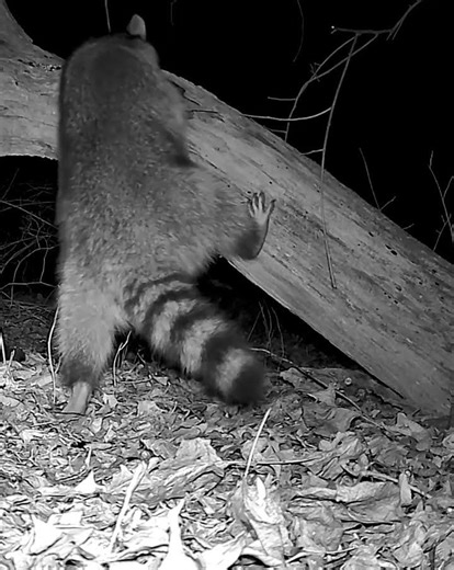 Beautiful raccoon climbing tree and listen to raccoon facts ￼