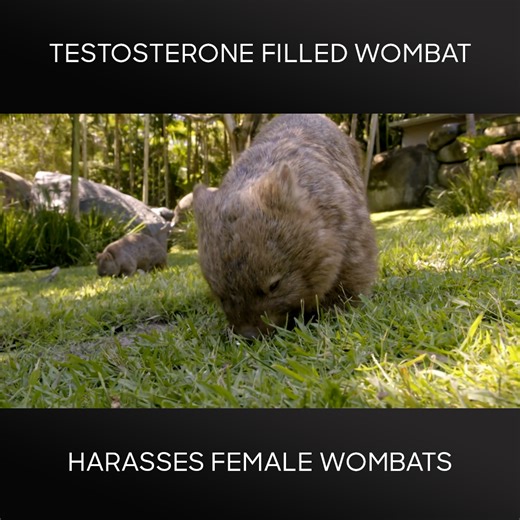 12K views · 125 reactions | Bunker the 2-year-old wombat is going through his changes, he’s full of testosterone and harassing the other female wombats. The team at Australia Zoo want to give Bunker a vaccine to minimise his testosterone levels, but will this be enough to tame his instincts? | Discovery Channel Australia | Facebook