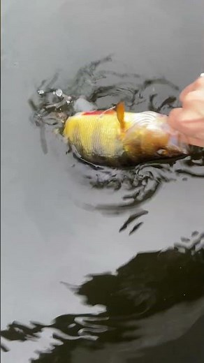 Yellow Perch Release
