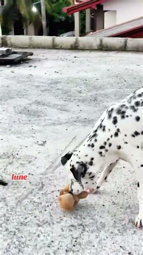 කෝමල රේඛා... #fanlove #fanforever #christmasgreetings #love #pets #lune #shortvideo