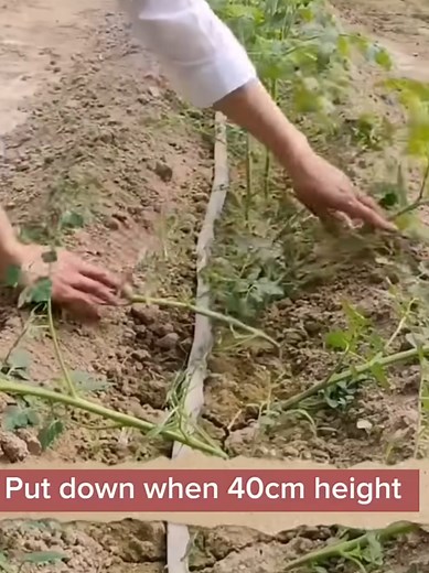 High-Yield Tomato Growing Techniques for Bigger Harvests