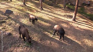 National animal of Bhutan called Takin in Thimphu, Bhutan