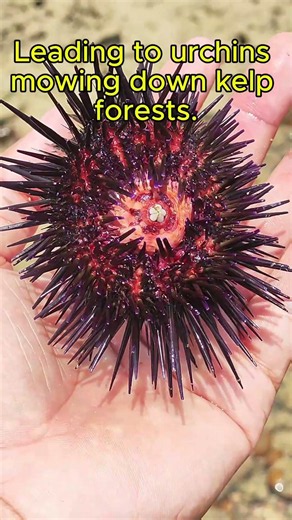 This Cute Animal Protects Underwater Forests #shorts #viral #cute #ocean #wildlife #nature