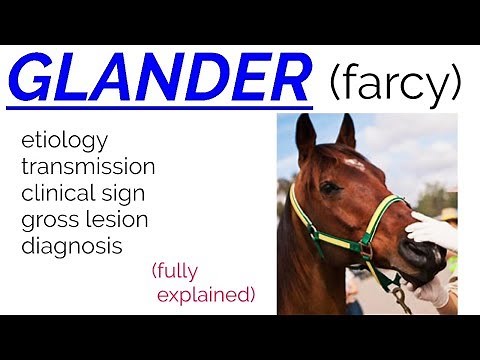 GLANDER | FARCY | disease | etiology | transmission | clinical sign | lesions | diagnosis |