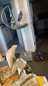 20K views · 1.5K reactions | Chit chat | Lucky Lou and Coco Too | Facebook