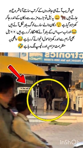 Bull Takes Over the Shop 😂🐂 #viral #bakraeid #funny #shorts #trending