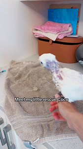 38K views · 2.7K reactions | Meet my special little rescue cockatoo named Coco. #Cockatoo #parrot #cockatoos #rescue #birds #parrots #birdsofinstagram #parrotsofinstagram #parrotsofig #birdlife | Lucky Lou and Coco Too | Facebook