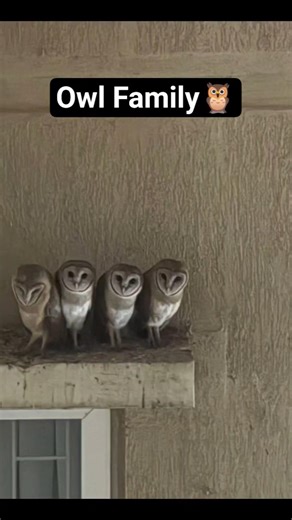 Owl Family Visits Our Window 🦉✨ Unbelievable Moment #Shorts #YouTubeShorts #ViralShorts #owl #nature