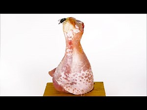 Maggots Eating Chicken Leg vs. Meatball Time Lapse