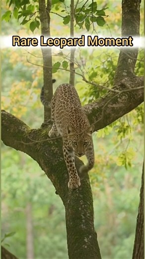 Leopard Gracefully Climbing Down the Tree 🐆 | Rare Wildlife Moment | Fusion Talent Junction #shorts