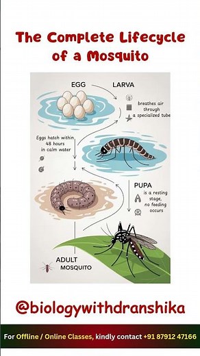 Tiny insect, complete transformation 🦟Egg → Larva → Pupa → Adult #mosquito #lifecycles #biology