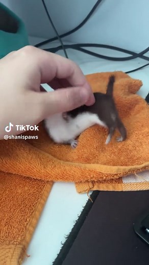 Weasel Pet Care: Tips for Happy and Healthy Weasels