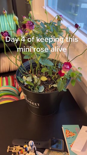 Mini Rose Plant Care Guide: Keeping Your Plant Alive and Thriving