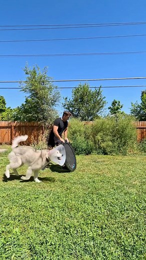 Dog jumping off trampoline tackles his dad #dogsofyoutube | Videos Reel 168