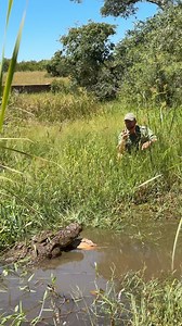 1.6M views · 7K reactions | This man-eating crocodile was caught and brought to us! We estimate he is over 100 years old! The perfect predator!  #animals #reillytravers #endangeredspecies | Reilly Travers | Facebook