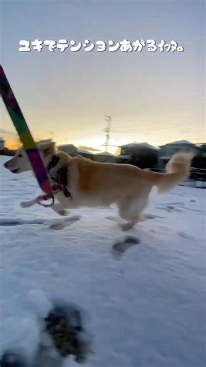 雪でテンションあがるｲｯﾇ。 #雑種犬 #保護犬 #大型犬 #犬のいる暮らし #dogshorts #dog #shortvideo #shortsvideo #shorts #shorts
