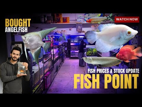 Fish Point Lalukhet: Latest Fish Prices 2026! Or Maine Angelfish Khareed Li - Imran’s World