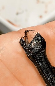453K views · 3.5K shares | Even though it’s tiny, this fish has teeth bigger than its own head (and is unable to close its mouth). It’s thought this is an evolutionary advantage when food is fairly rare. Caught in the #oceantwilightzone while exploring with Woods Hole Oceanographic Institution (WHOI). | OceanX | Facebook