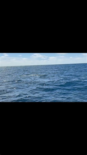 Rainer catching and releasing his first #sailfish offshore in Islamorada aboard @dropbackcharters Congratulations! #visitflorida #offshorefishing #lovefishing #lighttacklefishing #chaseyourdreams #pelagic #beautifuldestinations #floridavacation #billfishing #fishing #fishingvideos #livebaitfishing #diawareels #conservation #sportfishing #charterfishing #livewild | Drop Back Charters