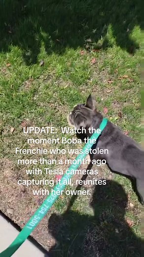 ‼️UPDATE: Watch the moment Boba the Frenchie is reunited with her owner. Boba was stolen when the Tesla she was in was broken into more than a month ago in Oakland. A woman called the owners today claiming Boba was left at a dog park in Pittsburg. #frenchies #frenchie #stolendog #dogs #dog #reunion #founddog #dogsoftiktok #frenchiesoftiktok #bayarea #bayareacrime #eastbay #eastbaycrime #crime #oakland #pittsburg #ca #cacrime #californiacrime