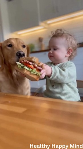 Baby tries to give dog a huge sandwich… dog sniffs and politely takes a tiny piece. Baby looks impressed. - [ ] #babylove #cutebaby #fypシ #fyp #baby #viralreelsシ #newborn #papasprimerizos #humor | Healthy Mind Happy