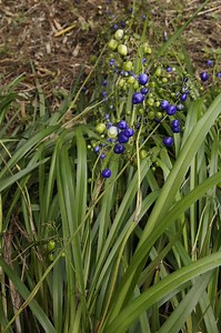 Blue Flax Lily 25 Seeds, Dianella Caerulea. Native Australian Fruit-bearing Grass Plant, Edible Lilac Berries - Etsy Australia