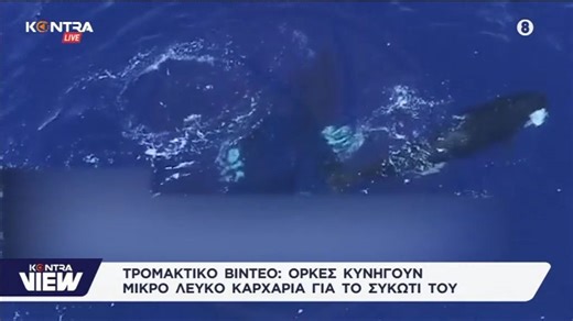 Όρκες κυνηγούν Μεγάλο Λευκό Καρχαρία και τρώνε το συκώτι του — Συγκλονιστικό βίντεο αποκαλύπτει πρωτοφανή συμπεριφορά