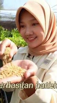 padi bagus hasil melimpah petani sejahtera