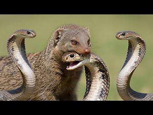Mongoose vs King Cobras | One Fight Against Three Deadly Snakes