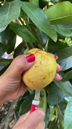 Red Guava Fruit #redguava
