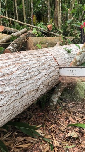 #chainsaw | Blandong Channel