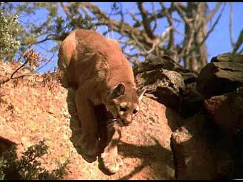 "Here, Kitty, Kitty, Kitty" Compilation