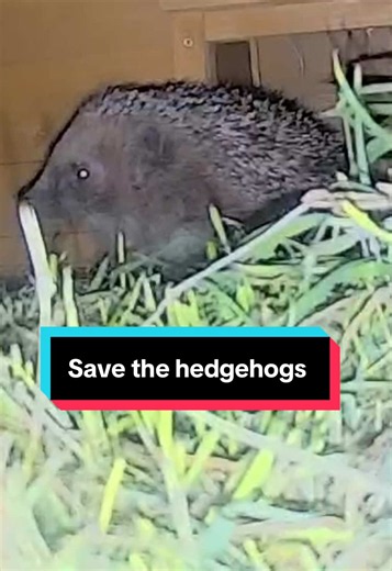 Save the Hedgehogs: Why and How to Help